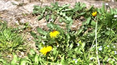 sarı çiçek arıya