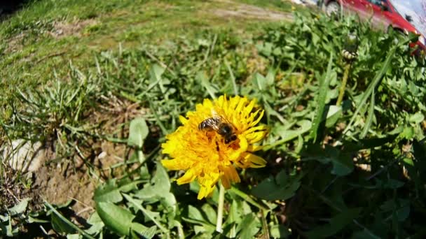 노란 꽃에 꿀벌 — 비디오