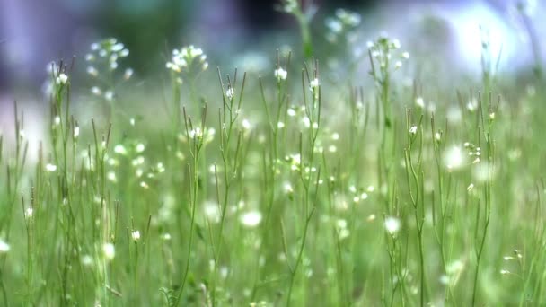 Grass macro deep of fill — Stock Video