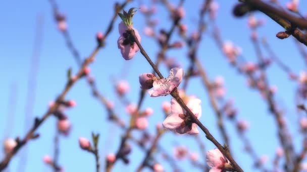 Fleurs d'arbre de printemps fleurissent — Video