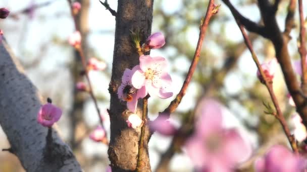 봄 나무 꽃 꽃 — 비디오