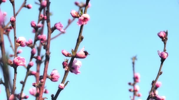 Весенние цветы деревьев — стоковое видео