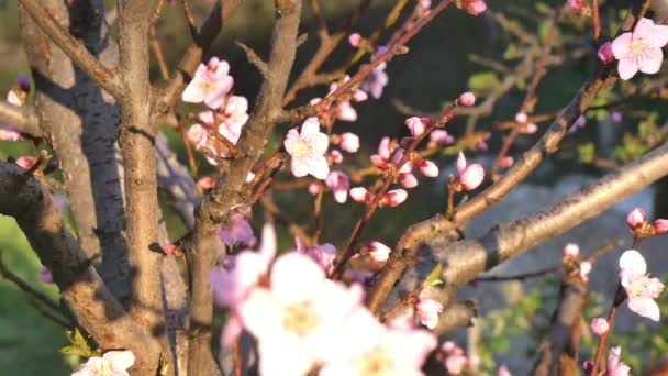 Spring tree flowers blossom — Stock Video