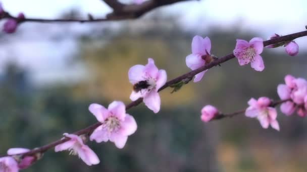 Flores de árbol de primavera florecen — Vídeos de Stock