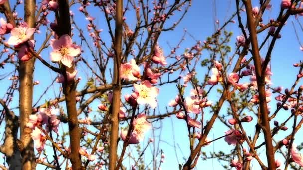 Flores de árbol de primavera florecen — Vídeos de Stock