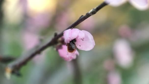 Voorjaar boom bloemen bloeien — Stockvideo