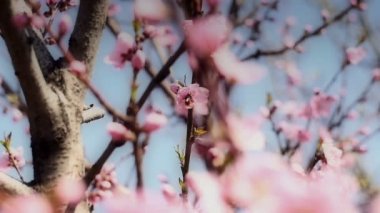 Bahar ağacı çiçek çiçek