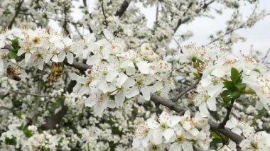 Bahar ağacı çiçek çiçek