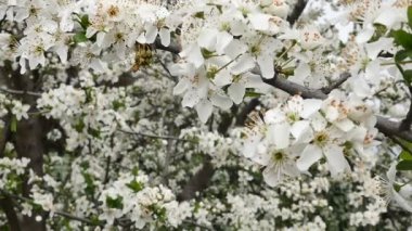 Bahar ağacı çiçek çiçek