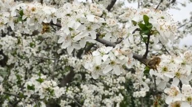 Bahar ağacı çiçek çiçek