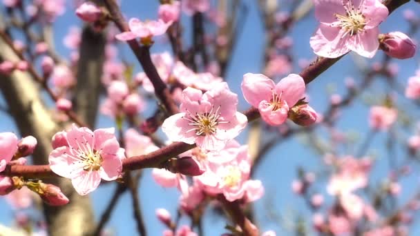 Frühlingsbaumblüten blühen — Stockvideo