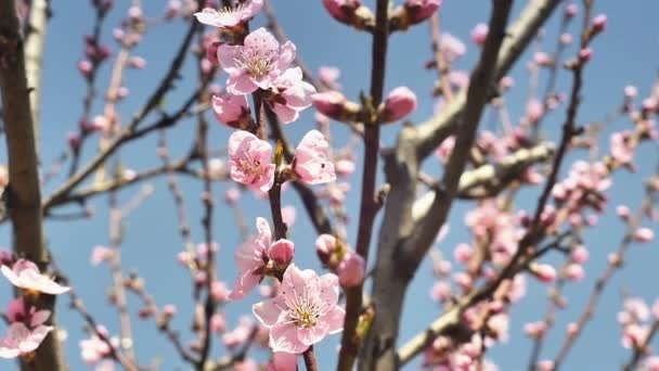 Квіти весняної ялинки — стокове відео