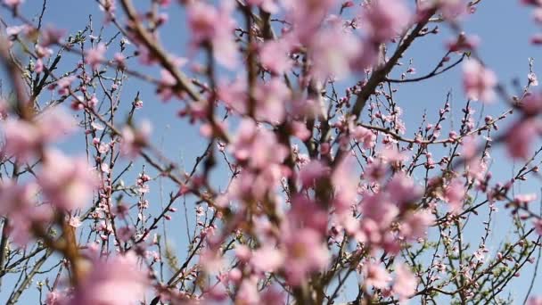 Voorjaar boom bloemen bloeien — Stockvideo