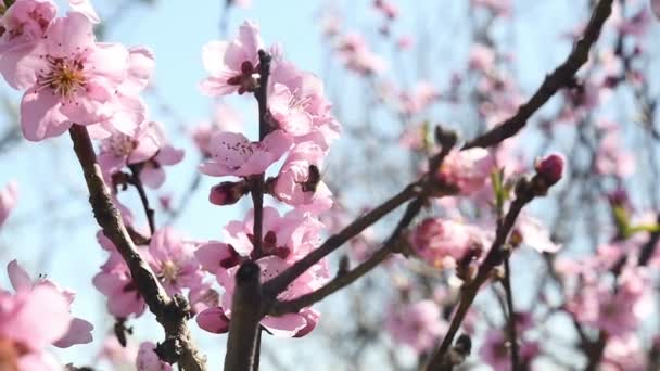 Весенние цветы деревьев — стоковое видео