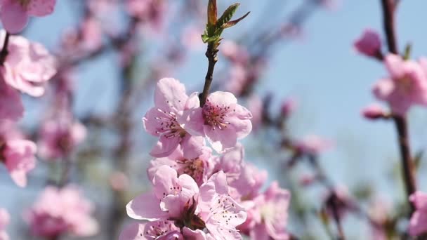 Flores de árbol de primavera florecen — Vídeo de stock