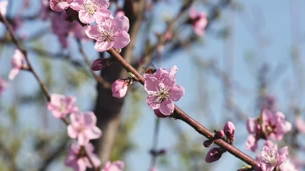 Flores de árbol de primavera florecen — Vídeo de stock