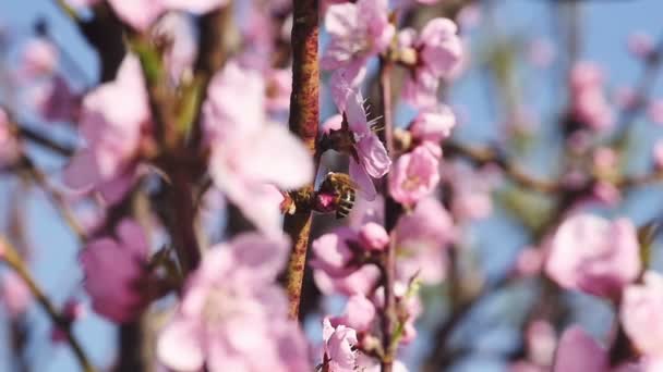 Våren träd blommor blomma — Stockvideo