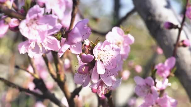 Fleurs d'arbre de printemps fleurissent — Video