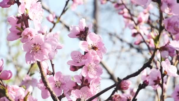 Spring tree flowers blossom — Stock Video
