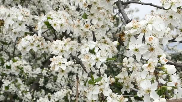 Frühlingsbaumblüten blühen — Stockvideo