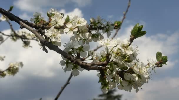 Bahar ağacı çiçek çiçek — Stok video