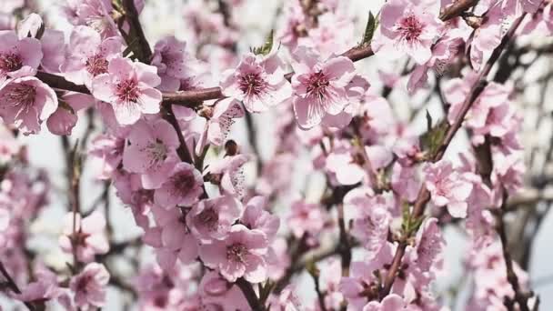 Flores de árbol de primavera florecen — Vídeo de stock