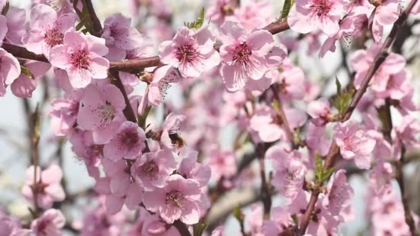 Bahar ağacı çiçek çiçek — Stok video