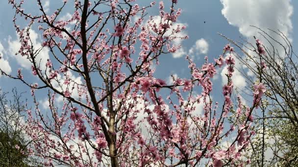 Fleurs d'arbre de printemps fleurissent — Video