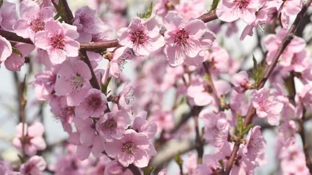 Voorjaar boom bloemen bloeien — Stockvideo