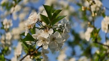 Bahar ağacı çiçek çiçek