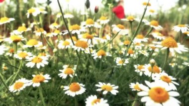 Papatya çiçek çayırda