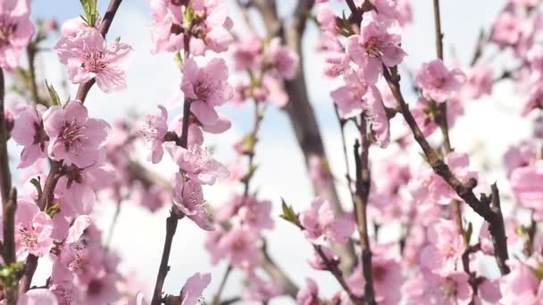 Flores de árbol de primavera florecen — Vídeo de stock