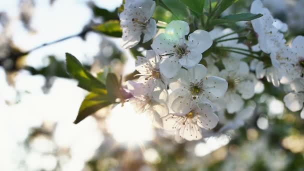 Flores de árbol de primavera florecen — Vídeos de Stock