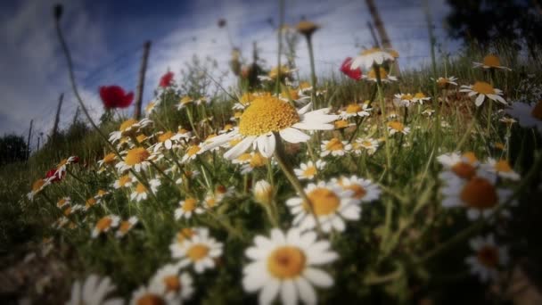 Kamillenblüte auf der Wiese — Stockvideo