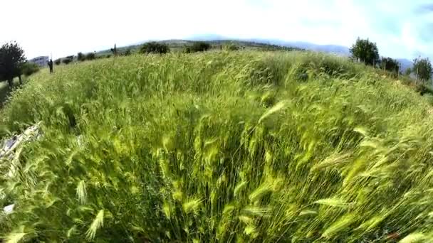 Замедленная трава — стоковое видео