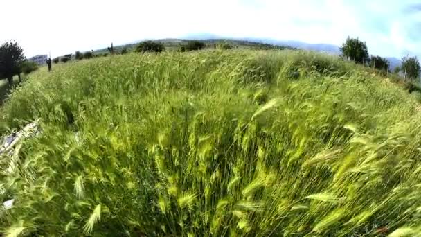 Hierba verde cámara lenta — Vídeo de stock