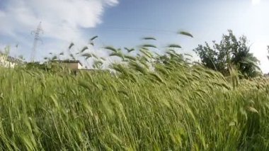 Yeşil çimenler yavaş çekim