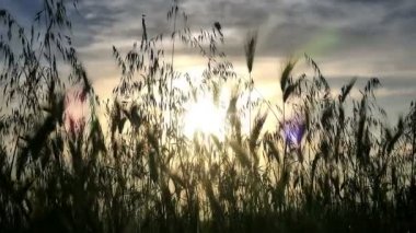 yeşil çim günbatımı ağır çekim