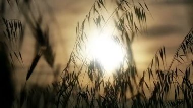 yeşil çim günbatımı ağır çekim