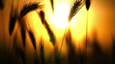 yeşil çim günbatımı ağır çekim