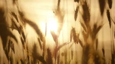 yeşil çim günbatımı ağır çekim