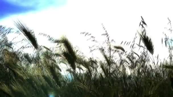 Green grass slow motion — Stock Video