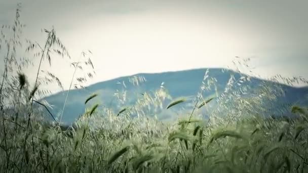 Groen gras slow motion — Stockvideo