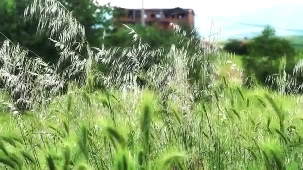 Yeşil çimenler yavaş çekim — Stok video