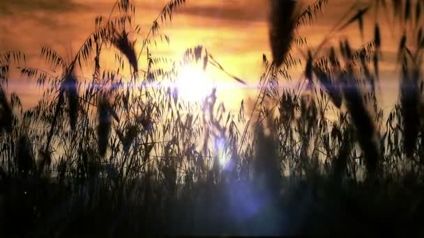 Замедленная съёмка травы — стоковое видео