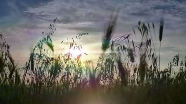 Πράσινο γρασίδι ηλιοβασίλεμα αργή κίνηση — Αρχείο Βίντεο