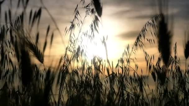 Grama verde pôr do sol câmera lenta — Vídeo de Stock