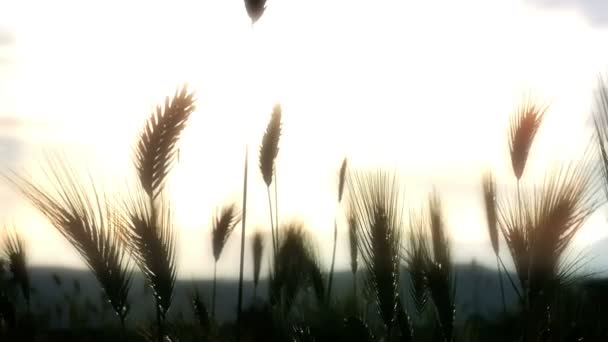 Grama verde pôr do sol câmera lenta — Vídeo de Stock