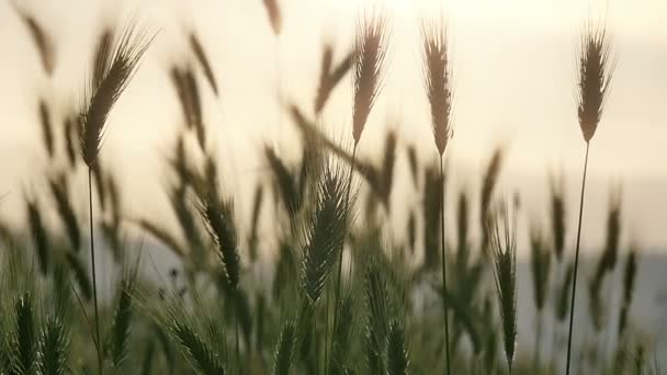 Green grass sunset slow motion — Stock Video