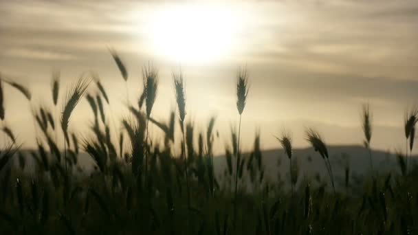 ดวงอาทิตย์ตกหญ้าสีเขียว การเคลื่อนไหวช้า — วีดีโอสต็อก